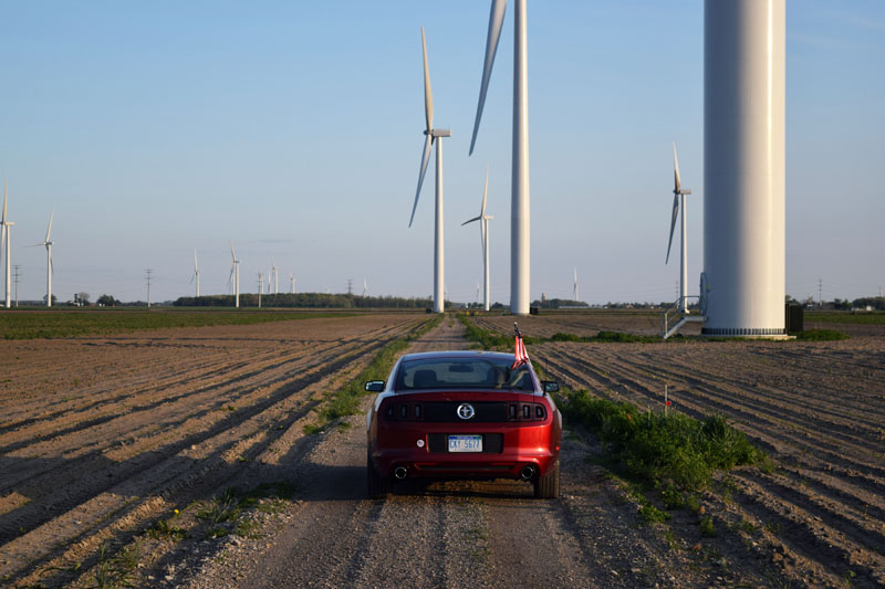 Mustang in Windmill Farm