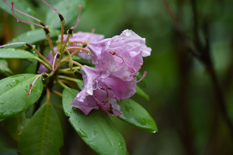 Purple Flower