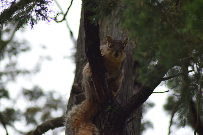 Squirrel in Tree