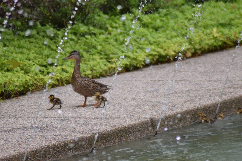 Mother Duck and Ducklings