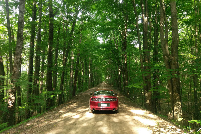 Mustang in Forest